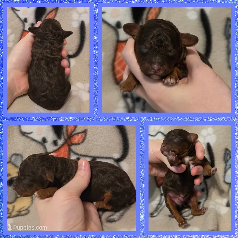 Reese's  – Poodle - Toy  puppy for sale in Poplarville, MS