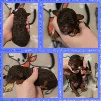 Reese's , a male Poodle - Toy  for sale in Poplarville, MS – 1 of 1