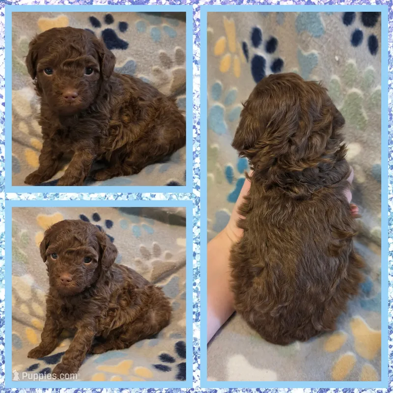 Hershey – Poodle - Toy  puppy for sale in Poplarville, MS