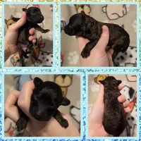 Bear, a male Poodle - Toy  for sale in Poplarville, MS – 1 of 1
