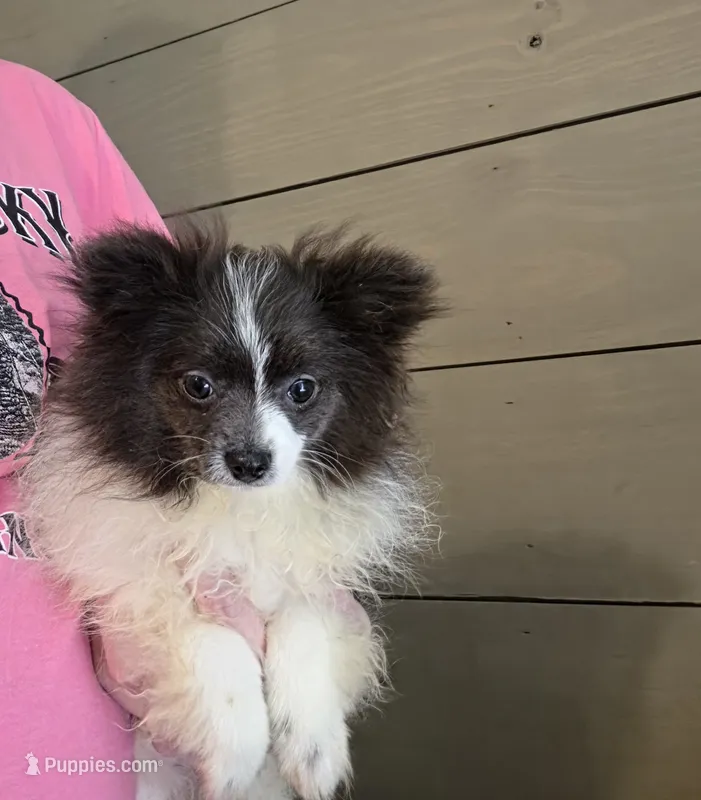 Stormy – Pomeranian puppy for sale in Poplarville, MS