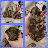 Snickers, a male Poodle - Toy  for sale in Poplarville, MS – 1 of 1