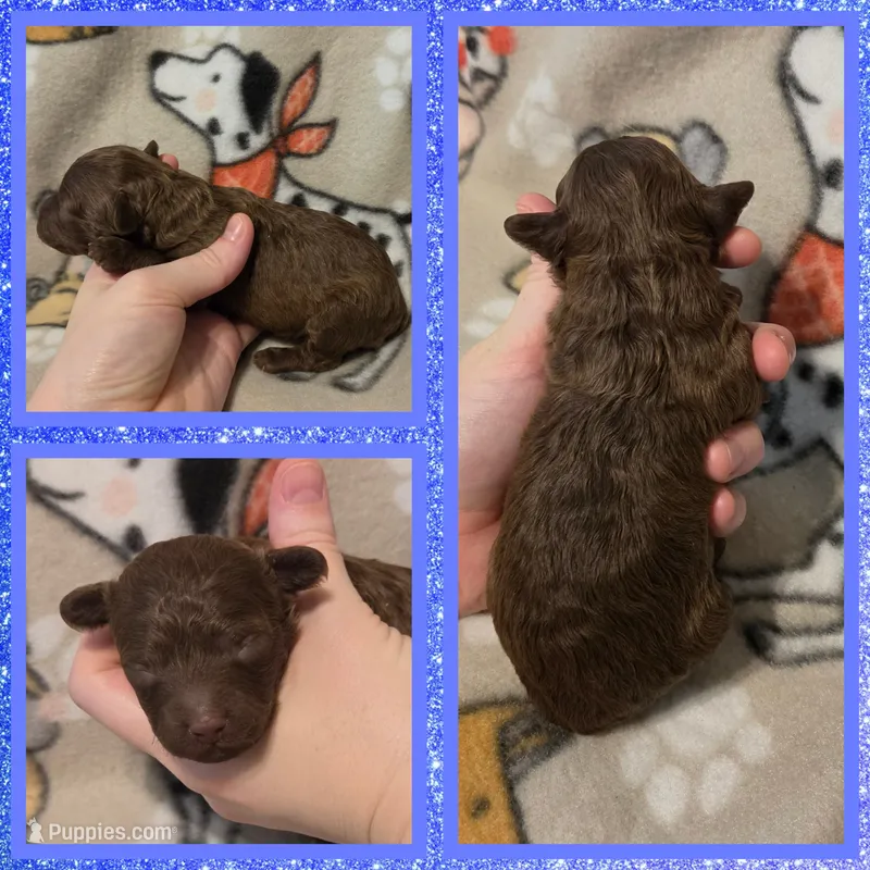 Hershey, a male Poodle - Toy  for sale in Poplarville, MS – 1 of 1