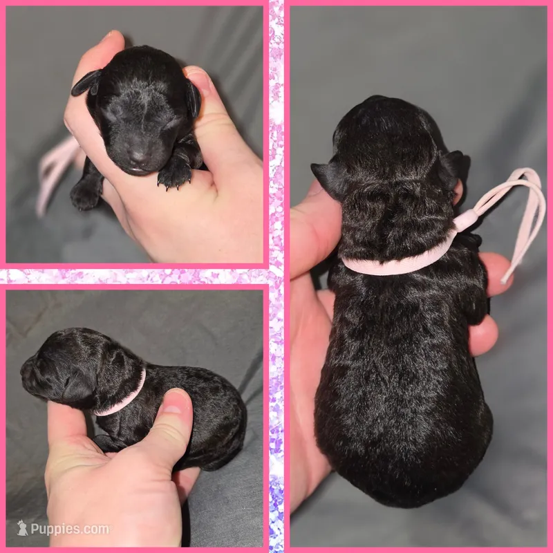 Brindle female  – Poodle - Toy  puppy for sale in Poplarville, MS