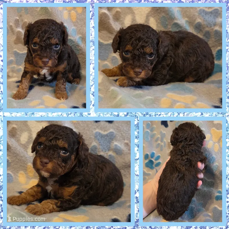 Reese's  – Poodle - Toy  puppy for sale in Poplarville, MS