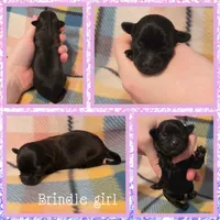 Poppy, a female Yorkipoo for sale in Poplarville, MS – 1 of 1