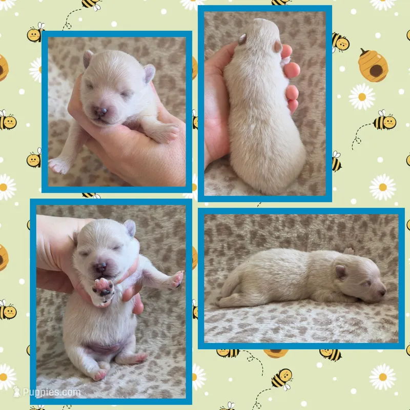 Blue cream boy – Pomeranian puppy for sale in Poplarville, MS