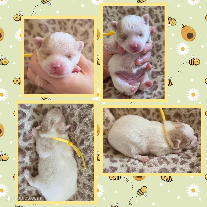 Cream parti (yellow collar) – Pomeranian puppy for sale in Poplarville, MS