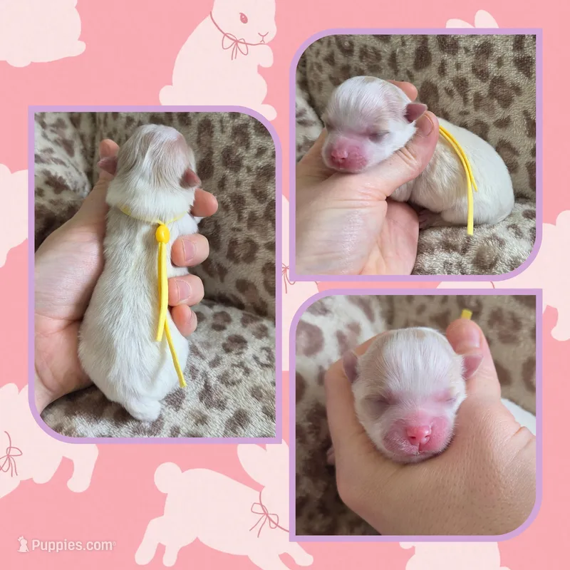 Cream parti female 2 – Pomeranian puppy for sale in Poplarville, MS