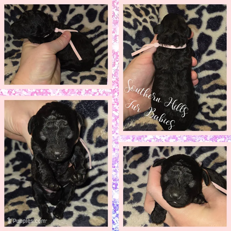 Sapphire – Poodle - Toy  puppy for sale in Poplarville, MS