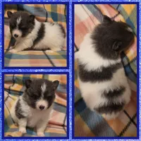 Blue, a male Pomeranian for sale in Poplarville, MS – Photo 2 of 2