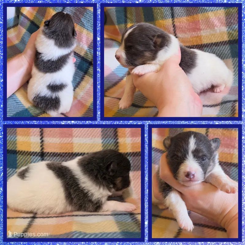 Blue tri boy – Pomeranian puppy for sale in Poplarville, MS