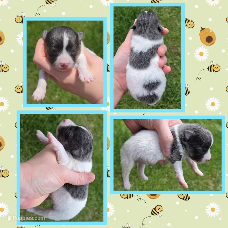 Blue tri boy – Pomeranian puppy for sale in Poplarville, MS