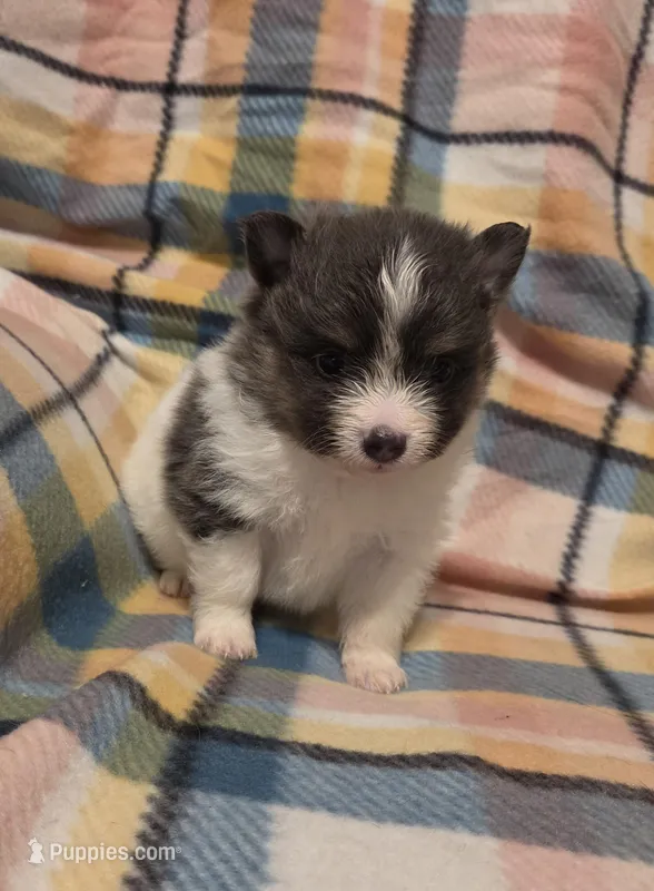 Blue – Pomeranian puppy for sale in Poplarville, MS