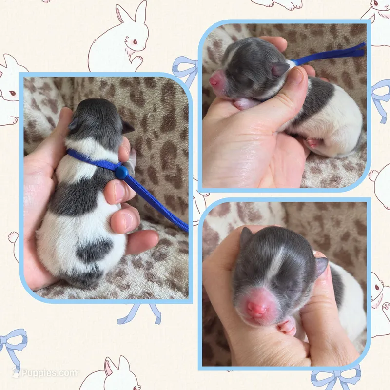 Blue tri boy – Pomeranian puppy for sale in Poplarville, MS