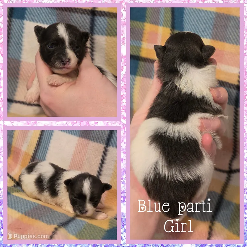 Stormy – Pomeranian puppy for sale in Poplarville, MS