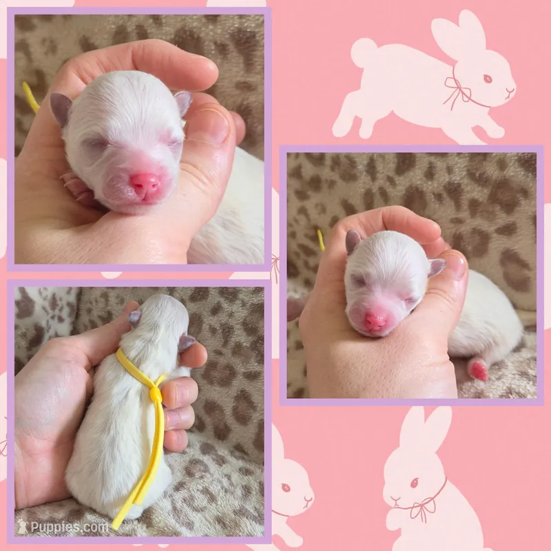 White female  – Pomeranian puppy for sale in Poplarville, MS