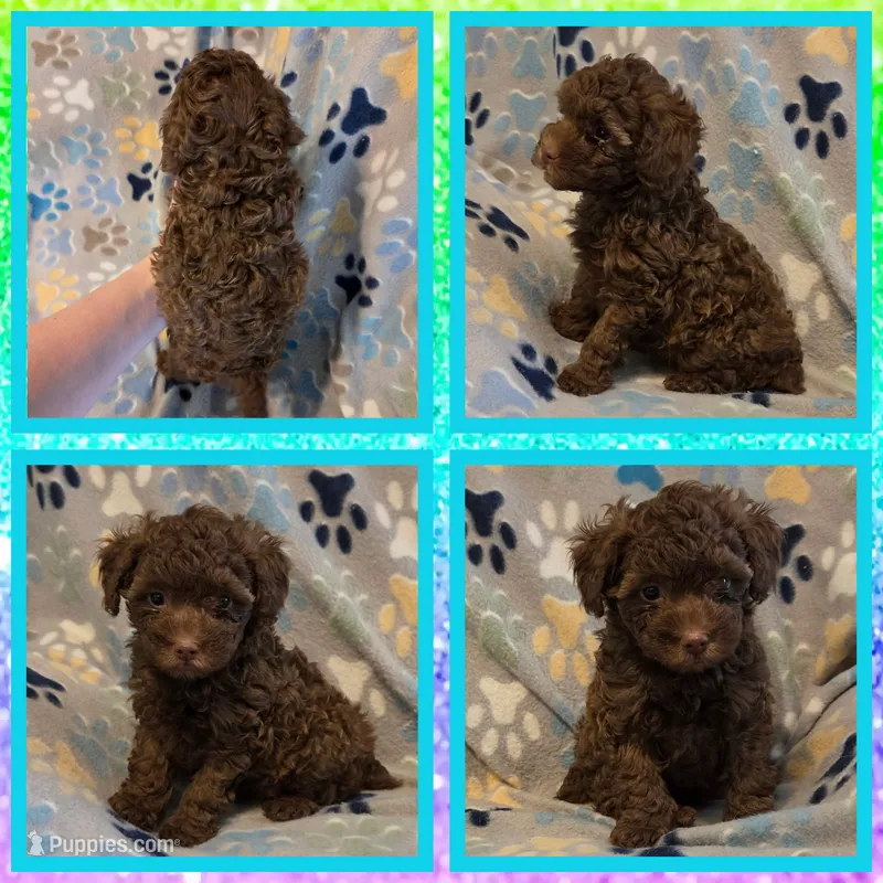 Hershey – Poodle - Toy  puppy for sale in Poplarville, MS