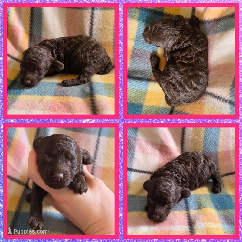 Cocoa – Poodle - Toy  puppy for sale in Poplarville, MS