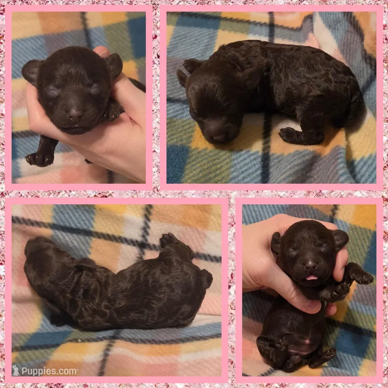 Cocoa – Poodle - Toy  puppy for sale in Poplarville, MS