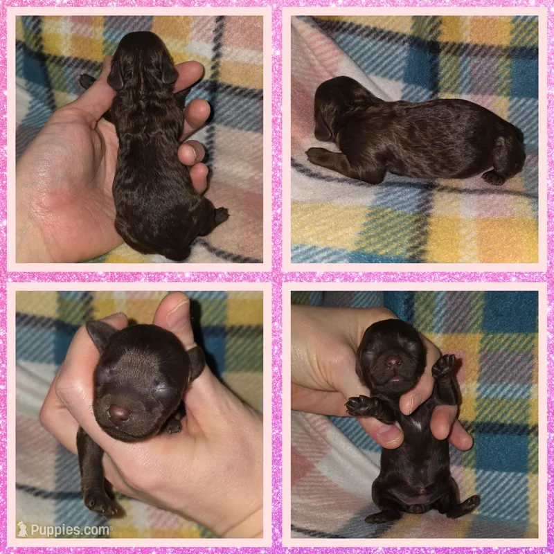 Cocoa – Poodle - Miniature  puppy for sale in Poplarville, MS