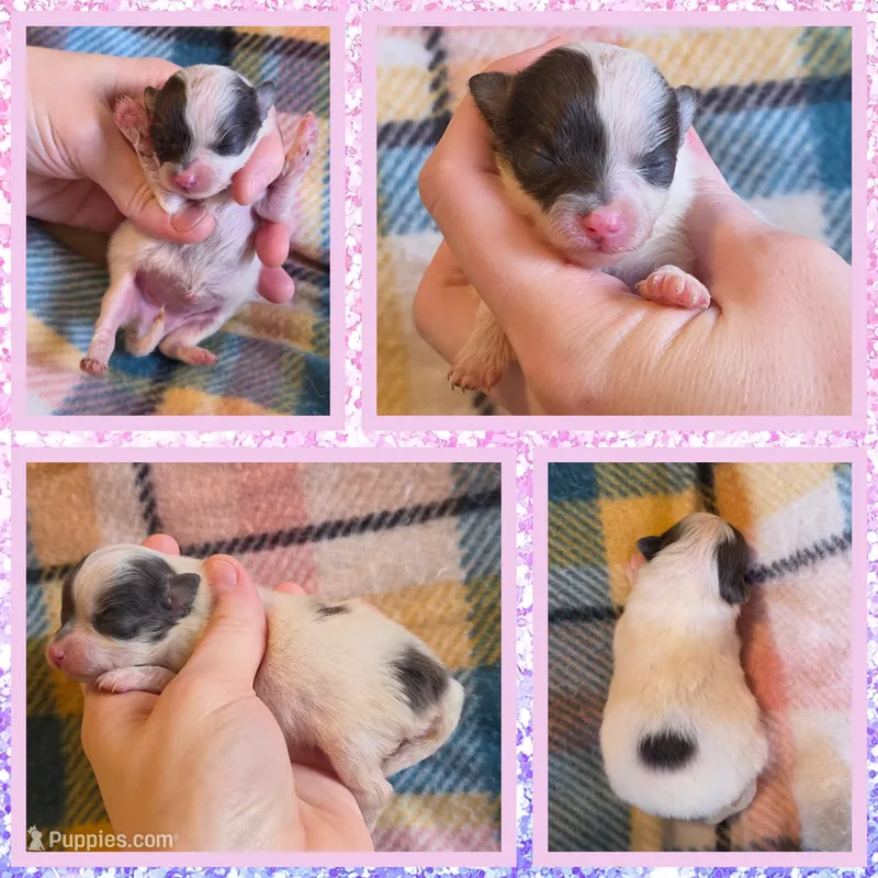 Skye – Pomeranian puppy for sale in Poplarville, MS