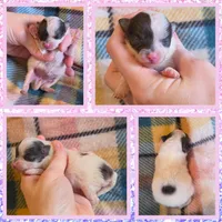 Skye, a female Pomeranian for sale in Poplarville, MS – 1 of 1