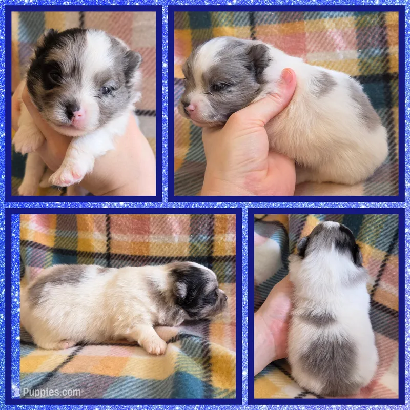 Merle parti  – Pomeranian puppy for sale in Poplarville, MS