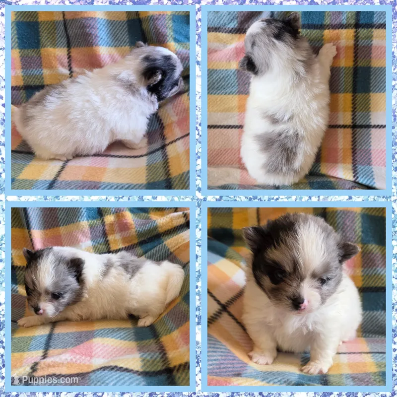 Merle parti  – Pomeranian puppy for sale in Poplarville, MS