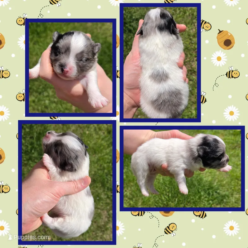 Merle parti  – Pomeranian puppy for sale in Poplarville, MS