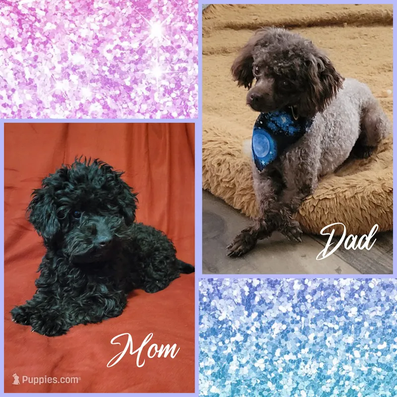Panther's Litter – Poodle - Toy  puppy for sale in Poplarville, MS