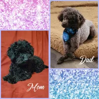 Panther's Litter, a  Poodle - Toy  for sale in Poplarville, MS – 1 of 1