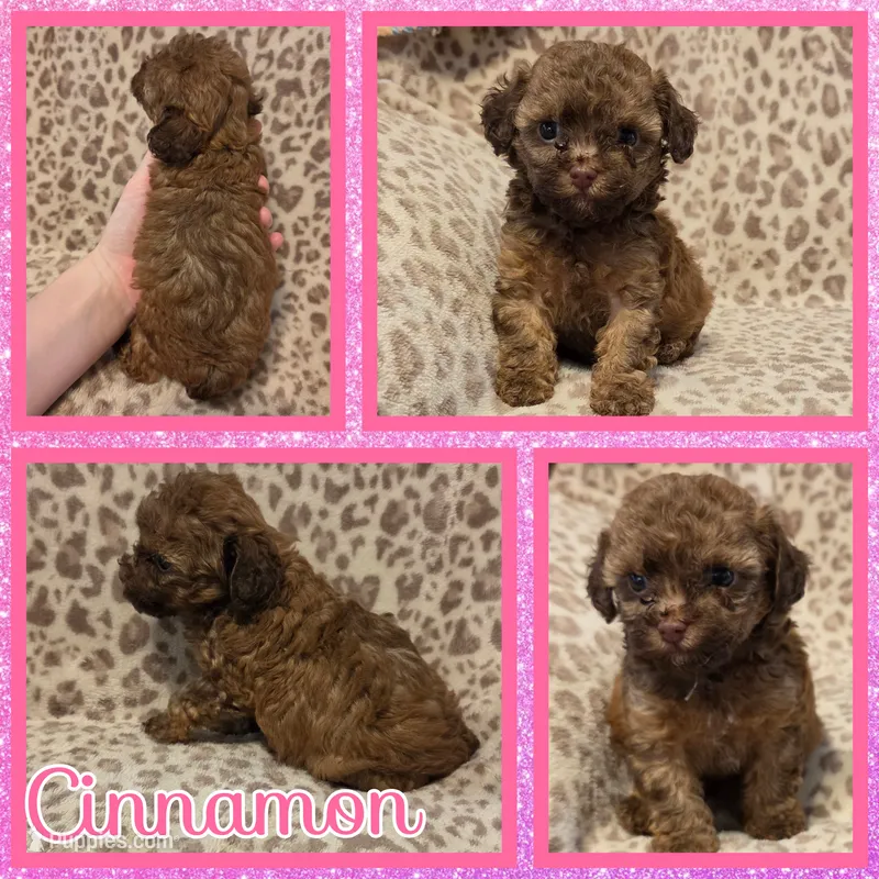 Cinnamon – Poodle - Toy  puppy for sale in Poplarville, MS
