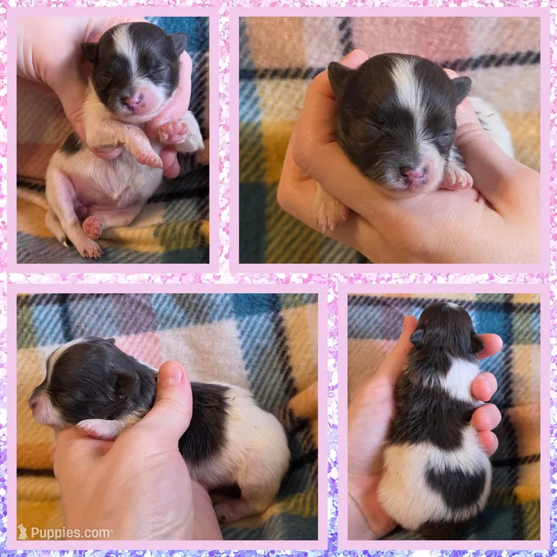 Stormy – Pomeranian puppy for sale in Poplarville, MS