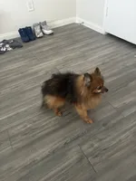 Louie, a male Pomeranian for sale in Houston, TX – 2 of 2