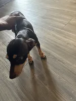 Princess, a female Miniature Pinscher for sale in Houston, TX – 2 of 2