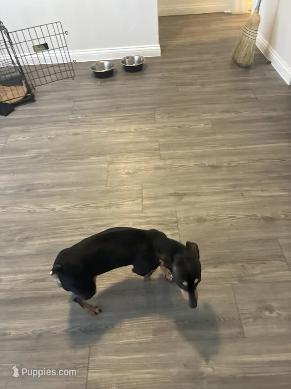 Princess – Miniature Pinscher puppy for sale in Houston, TX