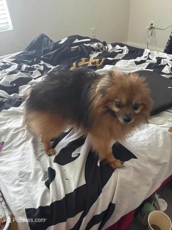 Louie – Pomeranian puppy for sale in Houston, TX