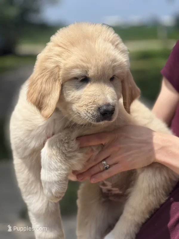 Beau – Golden Pyrenees puppy for sale in Lewisville, MN