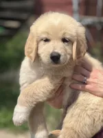 Aspen, a male Golden Pyrenees for sale in Lewisville, MN – 1 of 3