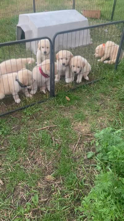 Ranger, a male Golden Pyrenees for sale in Lewisville, MN – 3 of 3