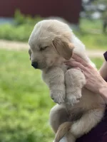 Ranger, a male Golden Pyrenees for sale in Lewisville, MN – 2 of 3