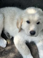 Teddy, a male Golden Pyrenees for sale in Lewisville, MN – 2 of 3