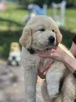 Shadow, a male Golden Pyrenees for sale in Lewisville, MN – 1 of 3