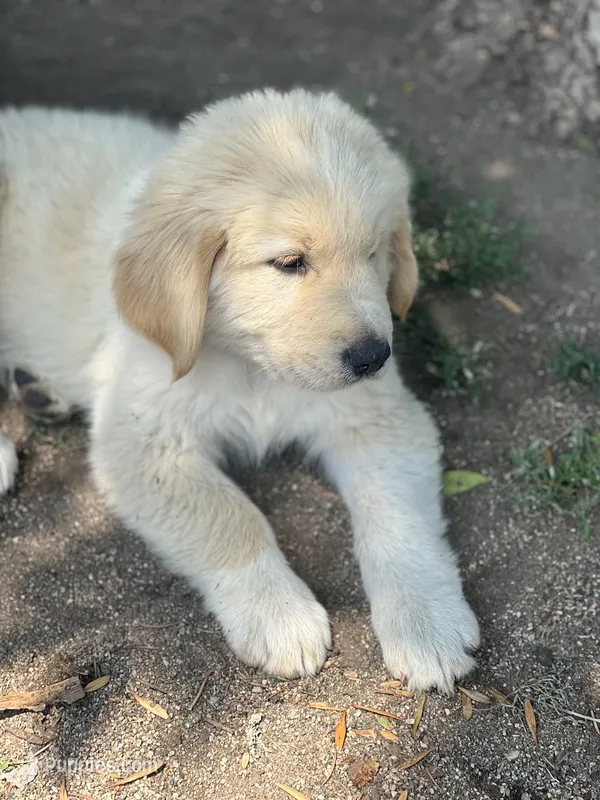 Teddy – Golden Pyrenees puppy for sale in Lewisville, MN