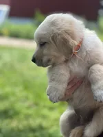 Scout , a male Golden Pyrenees for sale in Lewisville, MN – 2 of 3
