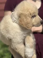 Aspen, a male Golden Pyrenees for sale in Lewisville, MN – 2 of 3