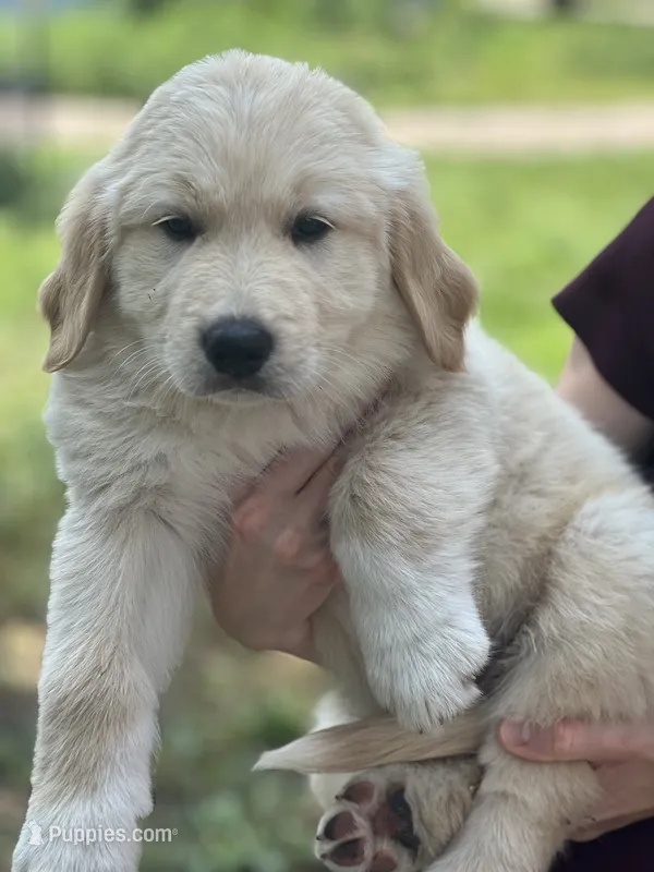 Blue – Golden Pyrenees puppy for sale in Lewisville, MN