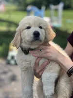 Shadow, a male Golden Pyrenees for sale in Lewisville, MN – 2 of 3