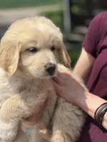 Ranger, a male Golden Pyrenees for sale in Lewisville, MN – 1 of 3